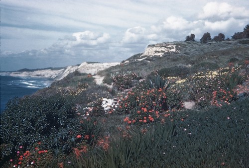 View of the flowers in bloom and other vegetation on cliffs just north of Scripps Institution of Oceanography. February 1945