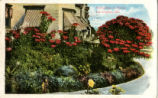 Poinsettias in Winter, Los Angeles