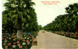 Palm Walk, South Park, Los Angeles, Cal