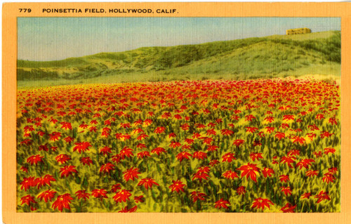 Poinsettia Field, Hollywood, California