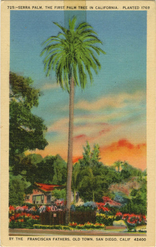 Serra Palm, The First Palm Tree in California. Planted 1769 by the Franciscan Fathers. Old Town, San Diego, Calif