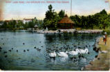 Feeding The Swans