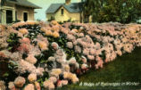 A Hedge of Hydranges in Winter