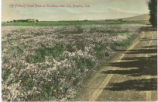 A Field of Sweet Peas at Gardena, near Los Angeles, Cal