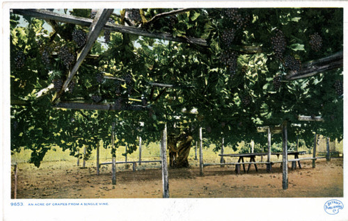 An Acre of Grapes from a single vine