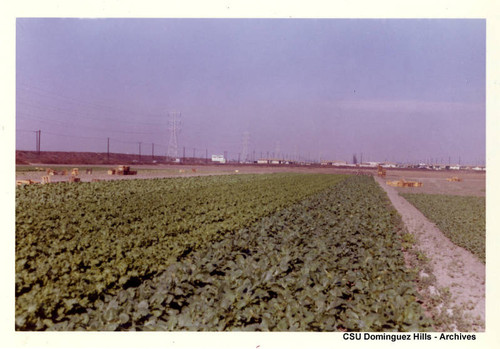 Field with crops