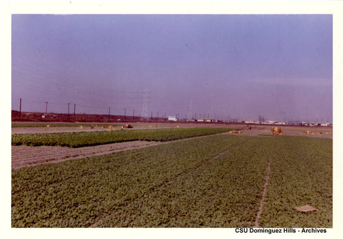 Field with crops