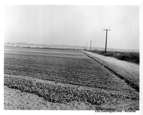 Field with crops