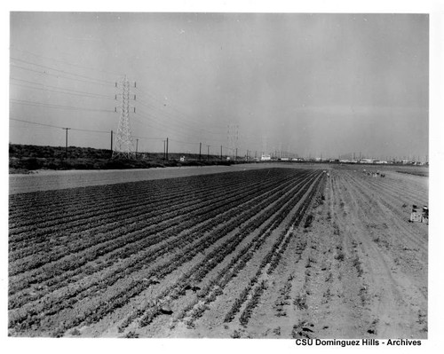 Field with crops