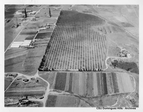 Dominguez Junction fields