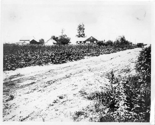 Bangle farm