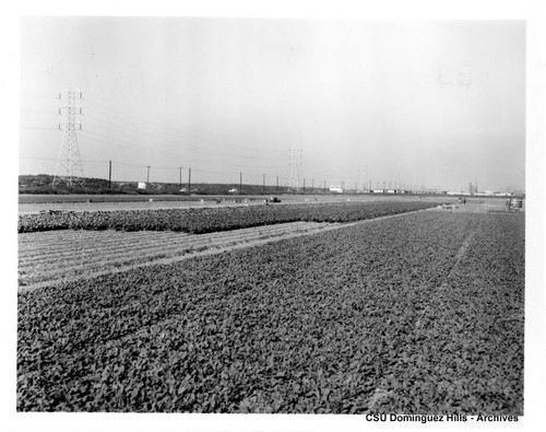 Field with crops