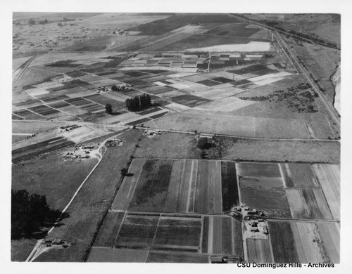 Dominguez Junction fields