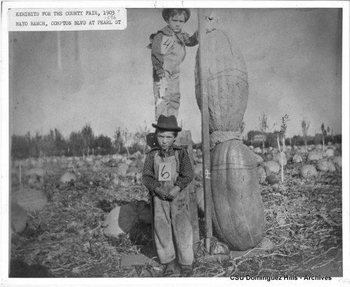 Exhibits for fair