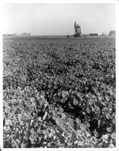 Cattle, oil and flowers