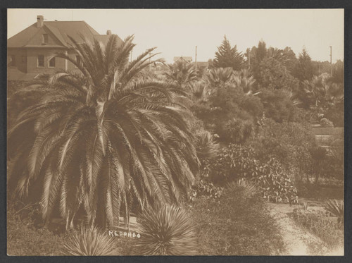 Palm tree and other greenery