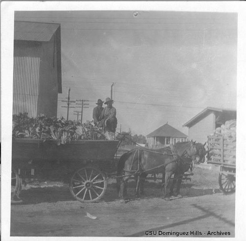 Cauliflower hauling