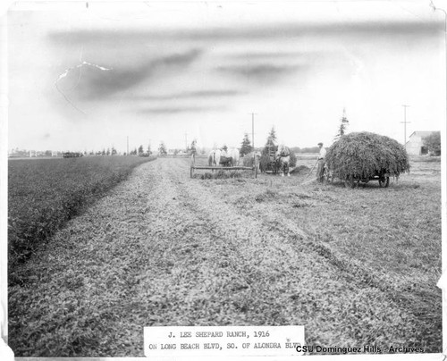 Alfalfa harvesting