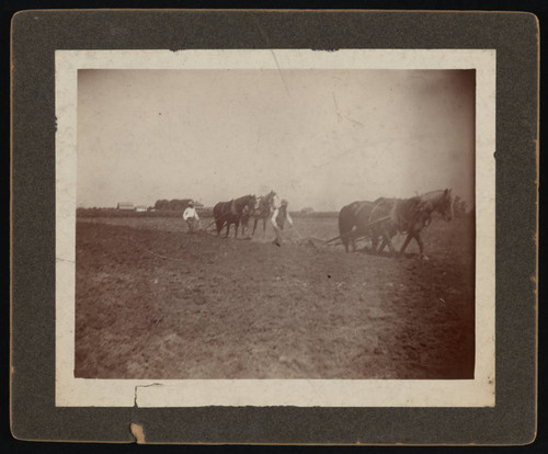 Horses plowing a field