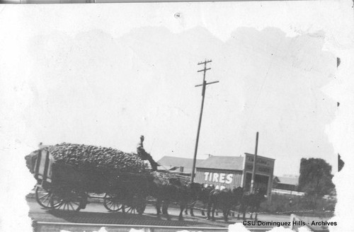 Sugar beet hauling