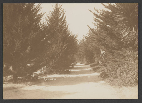 Path surrounded by vegetation