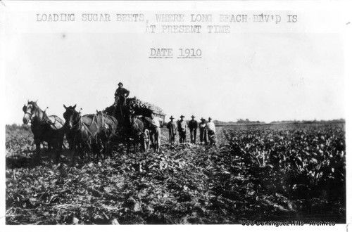 Sugar beet harvesting