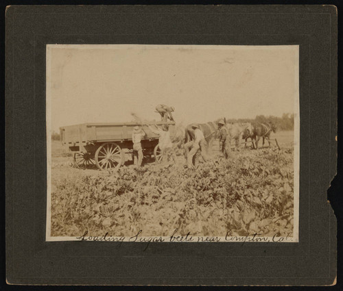 Sugar beet farming