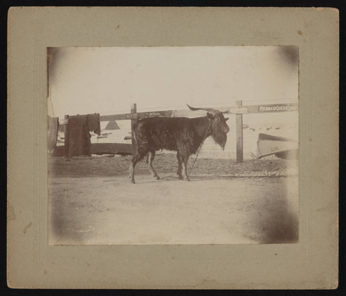 Black goat captured on Santa Catalina Island