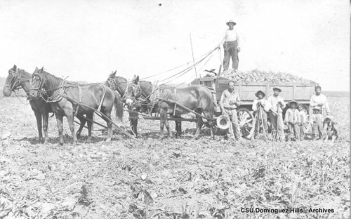 Sugar beet harvesting