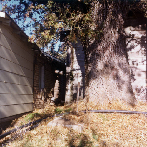 Bernal Adobe structure with tree