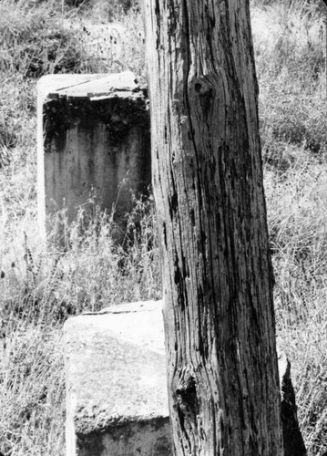 Tree trunk and limestone at the Bernal Marl Fertilizer Company