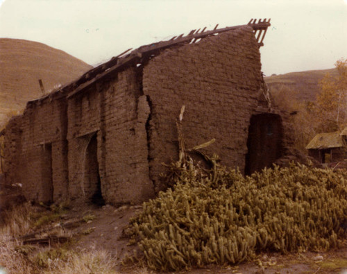 Higuera-Galindo Adobe cacti