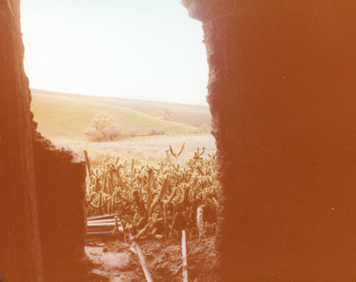 Higuera-Galindo Adobe cacti