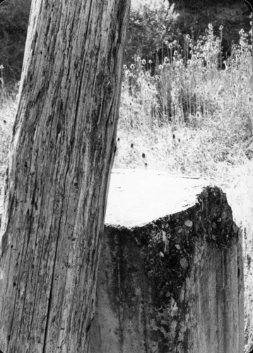 Tree trunk and landscape at the Bernal Marl Fertilizer Company