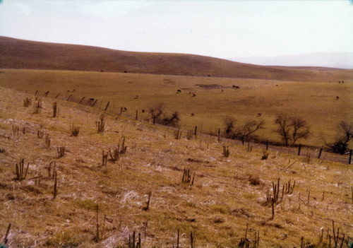 Landscape at the Higuera-Galindo Adobe