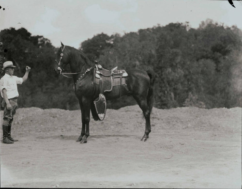 1926 outside, horse