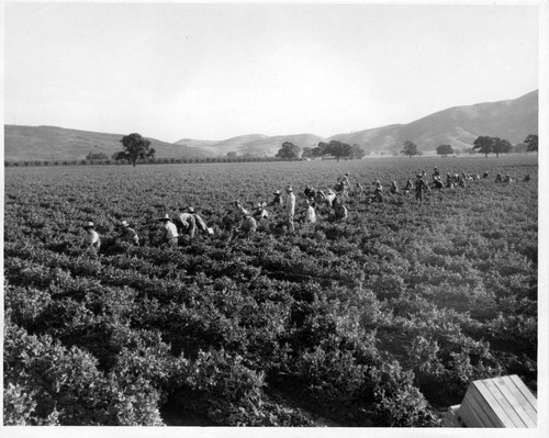 1930 Santa Clara County harvest