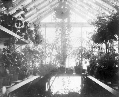 1897 Santa Clara County Greenhouse interior