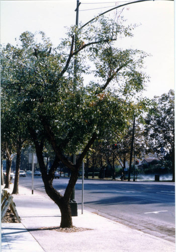 1966 Last old willow tree on The Alameda