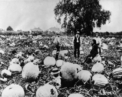 1895 Vennum pumpkin farm