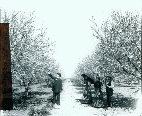 1900 Plum orchard blooming