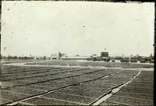 1900 Plums drying