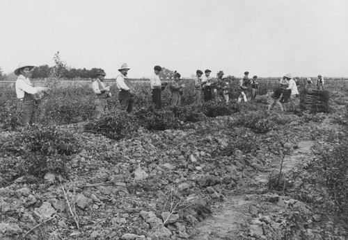 Rose harvesting