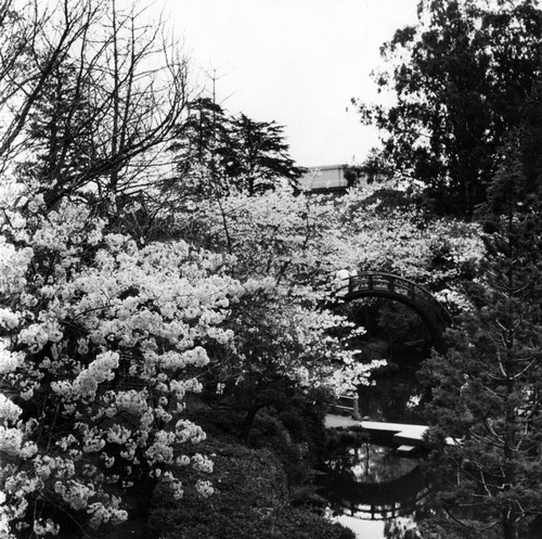 Cherry blossoms in Japanese Tea Gardens