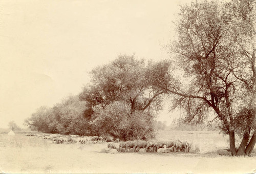 1900 Santa Clara County Sheep in a field