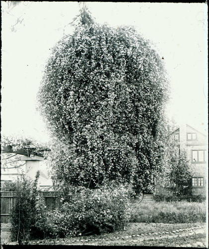 1900 Climbing Rose Bush