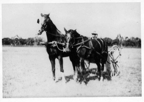 1912 Driver with horses on Clark Estate