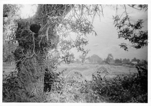 1900 farmland off of The Alameda