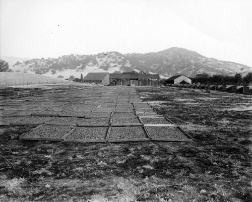 1920 Drying fruit in trays