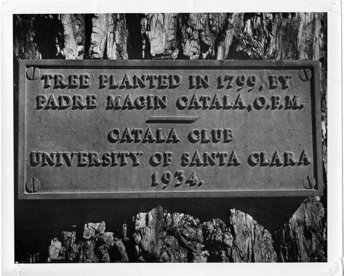 1947 Plaque placed on 148-year-old tree on The Alameda